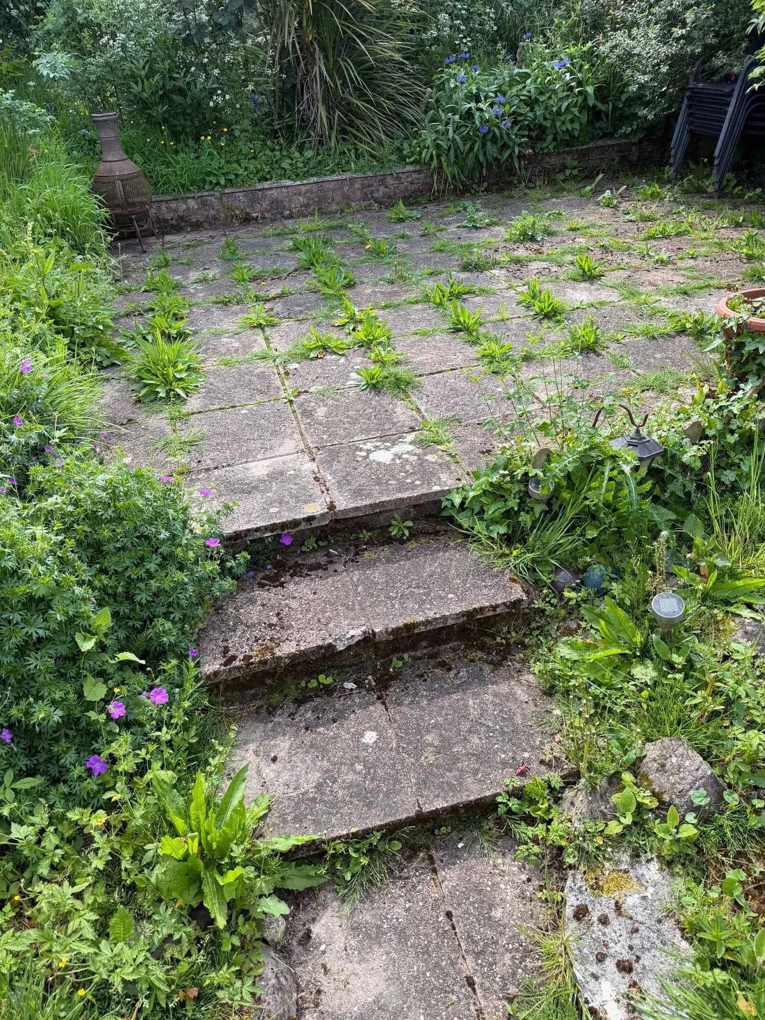 Overgrown patio before clearing