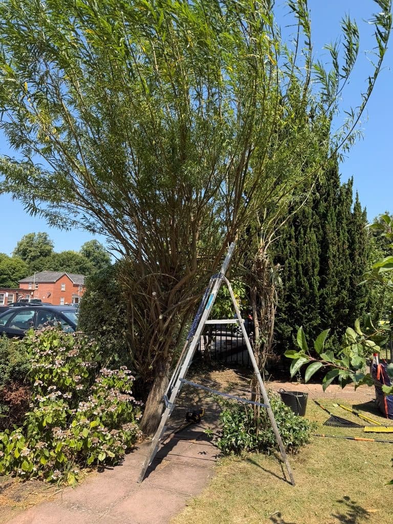 Full Garden Tidy-Up, Hedge & Path Work after