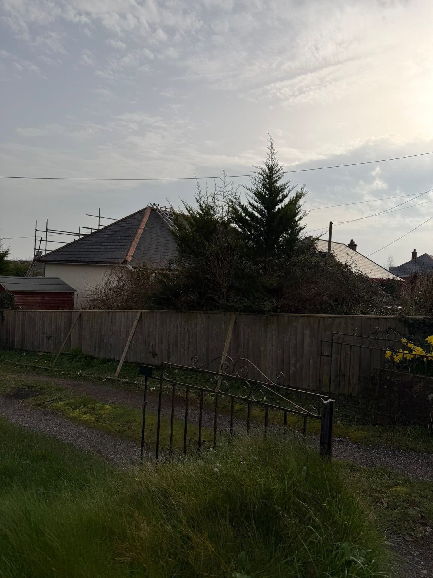 Tree Removal before