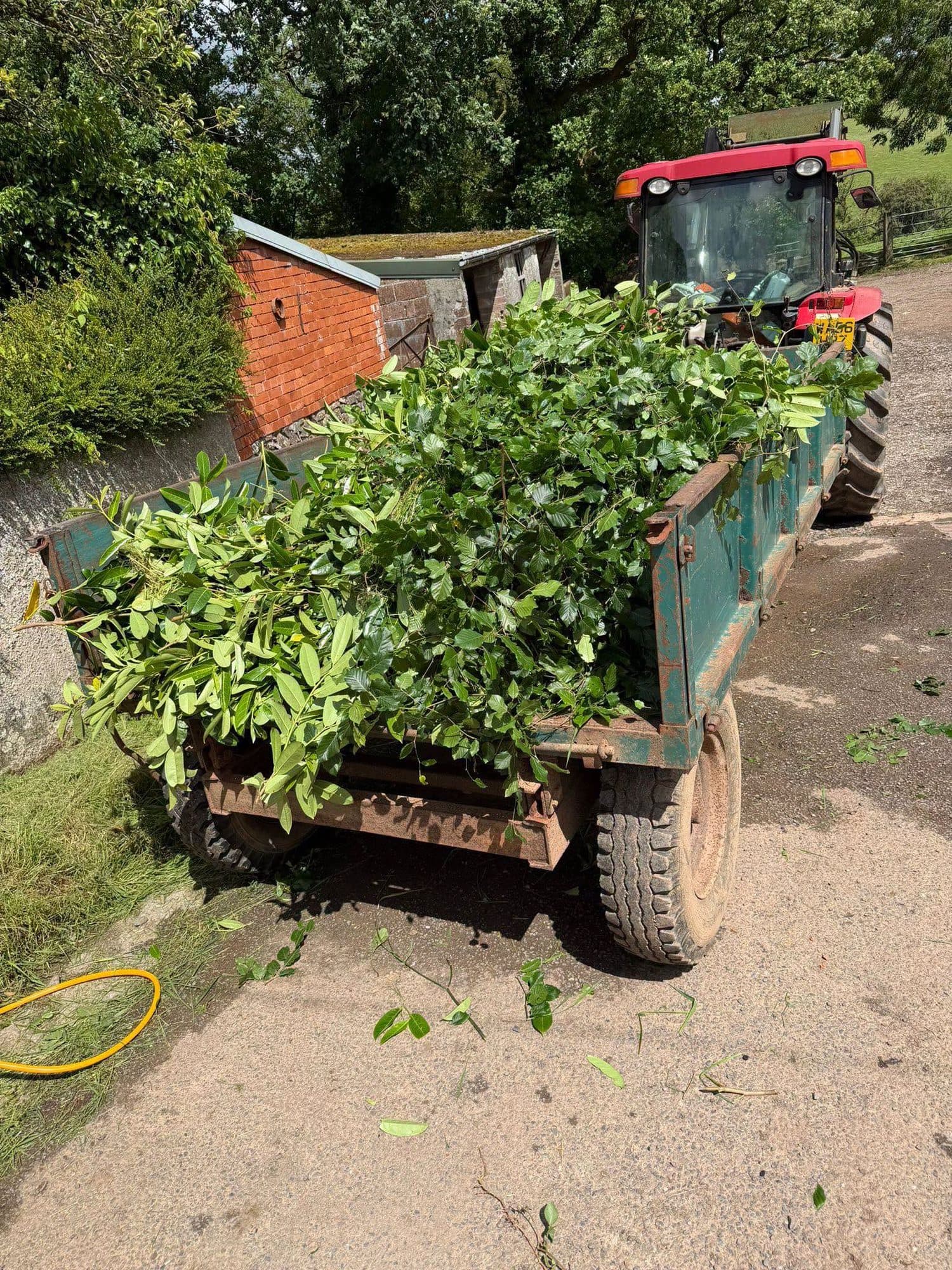 Green Waste Removal